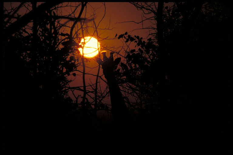 Foto: Tim Schroeter/Wildshots: Safari in Sambia zu den Nationalparks und den Viktoriafällen